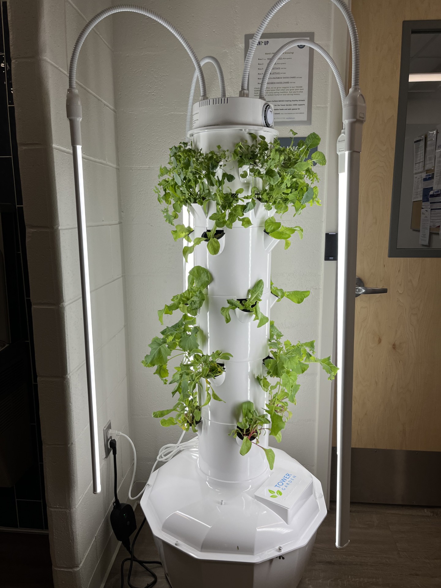 Tower Garden growing lettuce