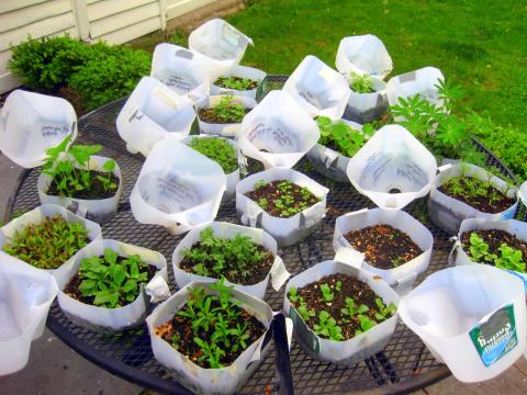 Plastic jugs for seed sowing