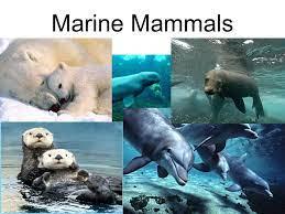 Picture of Marine mammals